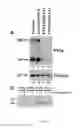 Fig. 04 - Compositions and methods for treating cancer