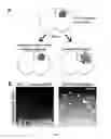 Fig. 10 - Compositions and methods for treating cancer