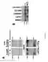 Fig. 15 - Compositions and methods for treating cancer