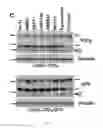 Fig. 16 - Compositions and methods for treating cancer