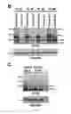 Fig. 19 - Compositions and methods for treating cancer