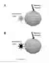 Fig. 26 - Compositions and methods for treating cancer