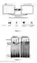 Fig. 04 - Aptamer modulators of complement protein C3 and biologically active proteolytic products thereof