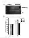 Fig. 13 - Composition for improving skin conditions using fetal mesenchymal stem cells from amniotic fluid