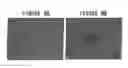 Fig. 09 - Collagen preparation and method of isolation