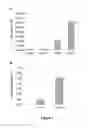 Fig. 02 - Widespread gene delivery to the retina using systemic administration of AAV vectors