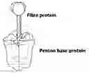 Fig. 02 - Adenovirus dodecahedron particles for delivery of pharmaceutical agents
