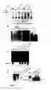 Fig. 04 - Adenovirus dodecahedron particles for delivery of pharmaceutical agents