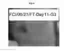 Fig. 05 - USE OF OLIVE LEAF EXTRACTS IN A PHARMACEUTICAL COMPOSITION FOR INDUCING ANGIOGENESIS AND VASCULOGENESIS