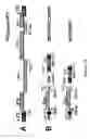 Fig. 20 - FOAMYVIRUS VECTORS AND METHODS OF USE