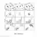Fig. 31 - Methods and Compositions for Treatment of Muscular Dystrophy
