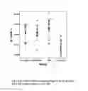 Fig. 07 - Composition and method for treatment of reperfusion injury and tissue damage