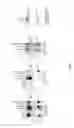Fig. 03 - CRIPTO ANTAGONISM OF ACTIVIN AND TGF-B SIGNALING