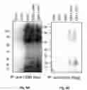 Fig. 08 - CRIPTO ANTAGONISM OF ACTIVIN AND TGF-B SIGNALING