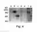 Fig. 06 - T CELL INHIBITORY RECEPTOR COMPOSITIONS AND USES THEREOF
