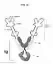 Fig. 04 - MOLECULAR COMPLEXES WHICH MODIFY IMMUNE RESPONSES