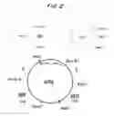 Fig. 06 - MOLECULAR COMPLEXES WHICH MODIFY IMMUNE RESPONSES