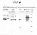 Fig. 10 - MOLECULAR COMPLEXES WHICH MODIFY IMMUNE RESPONSES
