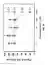 Fig. 06 - METHODS AND COMPOSITIONS FOR THE TREATMENT OF CANCERS AND PATHOGENIC INFECTIONS