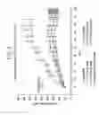 Fig. 06 - Specific binding agents of human angiopoietin-2