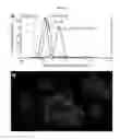 Fig. 08 - CD19-LIGAND AND USE