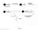 Fig. 03 - Targeting of glycoprotein therapeutics