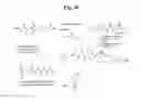 Fig. 32 - MONOMETHYLVALINE COMPOUNDS CAPABLE OF CONJUGATION TO LIGANDS