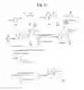 Fig. 34 - MONOMETHYLVALINE COMPOUNDS CAPABLE OF CONJUGATION TO LIGANDS