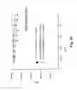 Fig. 12 - MONOMETHYLVALINE COMPOUNDS CAPABLE OF CONJUGATION TO LIGANDS
