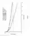 Fig. 13 - MONOMETHYLVALINE COMPOUNDS CAPABLE OF CONJUGATION TO LIGANDS