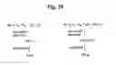 Fig. 22 - MONOMETHYLVALINE COMPOUNDS CAPABLE OF CONJUGATION TO LIGANDS