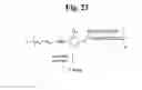 Fig. 25 - MONOMETHYLVALINE COMPOUNDS CAPABLE OF CONJUGATION TO LIGANDS