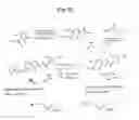 Fig. 33 - MONOMETHYLVALINE COMPOUNDS CAPABLE OF CONJUGATION TO LIGANDS