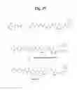 Fig. 41 - MONOMETHYLVALINE COMPOUNDS CAPABLE OF CONJUGATION TO LIGANDS