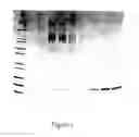 Fig. 02 - CLOSTRIDIAL TOXIN DERIVATIVES ABLE TO MODIFY PERIPHERAL SENSORY AFFERENT FUNCTIONS