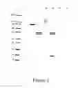 Fig. 03 - CLOSTRIDIAL TOXIN DERIVATIVES ABLE TO MODIFY PERIPHERAL SENSORY AFFERENT FUNCTIONS