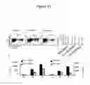 Fig. 13 - Compositions and methods for inducing an immune response