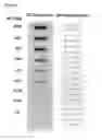 Fig. 04 - Reagents and methods for detecting influenza virus proteins