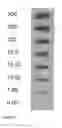 Fig. 06 - Reagents and methods for detecting influenza virus proteins