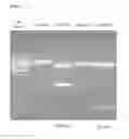 Fig. 03 - UNIVERSAL INFLUENZA VACCINE BASED ON RECOMBINANT MODIFIED VACCINE ANKARA VIRUS (MVA)