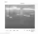 Fig. 12 - UNIVERSAL INFLUENZA VACCINE BASED ON RECOMBINANT MODIFIED VACCINE ANKARA VIRUS (MVA)