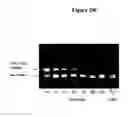 Fig. 19 - Nanoemulsion vaccines