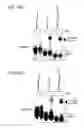 Fig. 32 - Hydrocarbon stapled stabilized alpha-helices of the HIV-1 GP41 membrane proximal external region