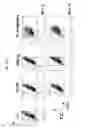 Fig. 02 - Mycobacterial mutants inducing IL-12