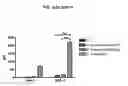 Fig. 03 - Mycobacterial mutants inducing IL-12