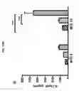Fig. 04 - Mycobacterial mutants inducing IL-12