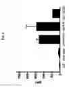 Fig. 05 - Mycobacterial mutants inducing IL-12