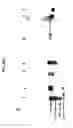Fig. 08 - Mycobacterial mutants inducing IL-12