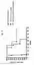 Fig. 17 - Mycobacterial mutants inducing IL-12