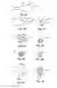 Fig. 03 - Solid Dosage Form That Promotes Reliable Oral, Esophageal and GI Transit